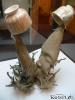 post-75-0-14254400-1304166433_thumb.jpg